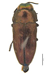 Diphucrania adusta, SAMA 25-018294, male, holotype, adapted from original, CC BY NC SA 4.0, SE, photo by Amy Pfitzner for SA Museum, 5.6 × 2.2 mm